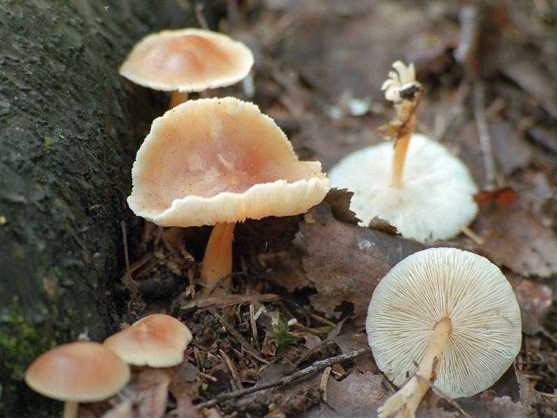 Коллибия лесолюбивая - описание, где растет, ядовитость гриба