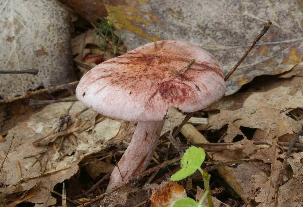 Гигрофор желтовато-белый (hygrophorus eburneus) –  грибы сибири