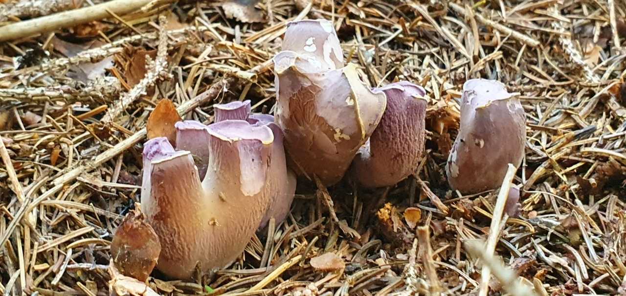 Лисичка булавовидная – гриб фиолетового цвета