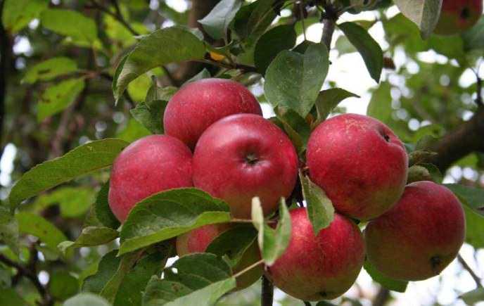 Сорт яблони лобо: описание, фото