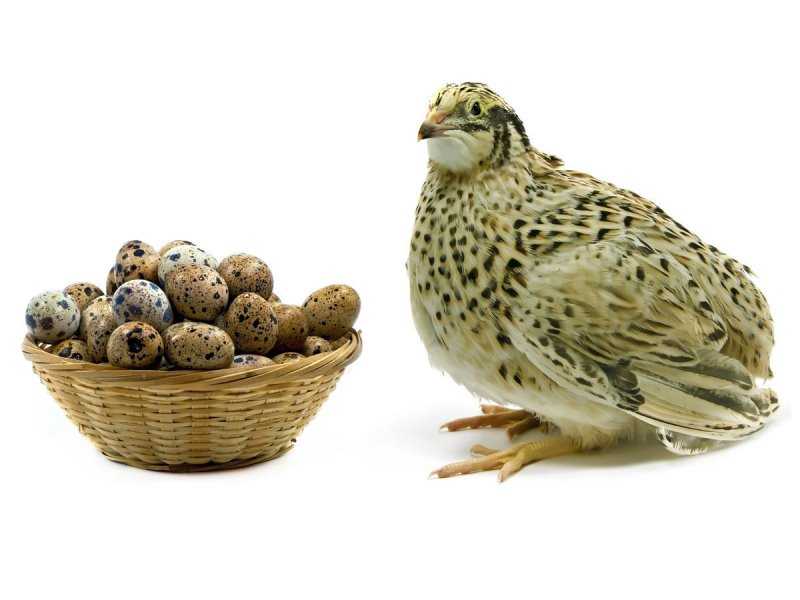 Перепёлка — маленькая птица в большом деле: породы и их характеристика
