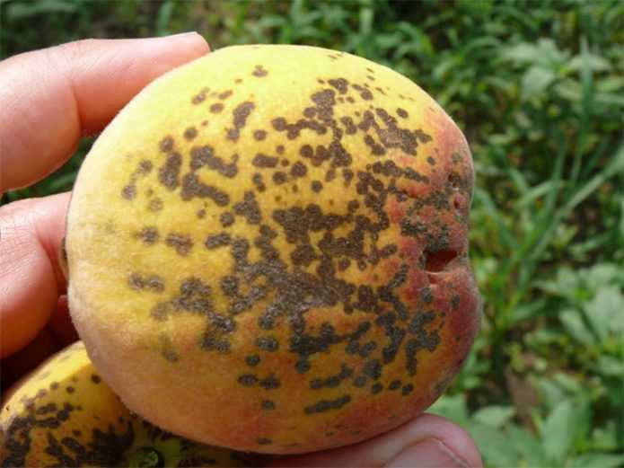 Болезни абрикоса: описание заболеваний и способы борьбы
