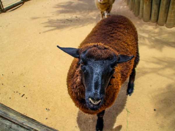 Описание гиссарской породы овец: характеристики, преимущества и недостатки, особенности ухода и размножения