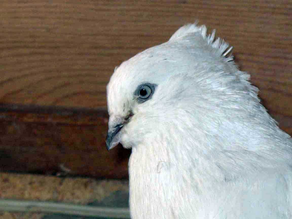 Описание породы андижанские голуби