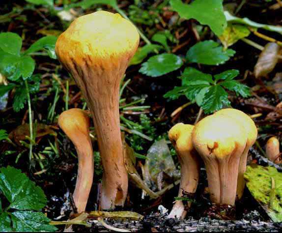 Трутовик чешуйчатый (polyporus squamosus): фото, описание и рецепты приготовления условно-съедобного гриба