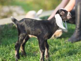 Англо - нубийские козы - описание породы, содержание и разведение