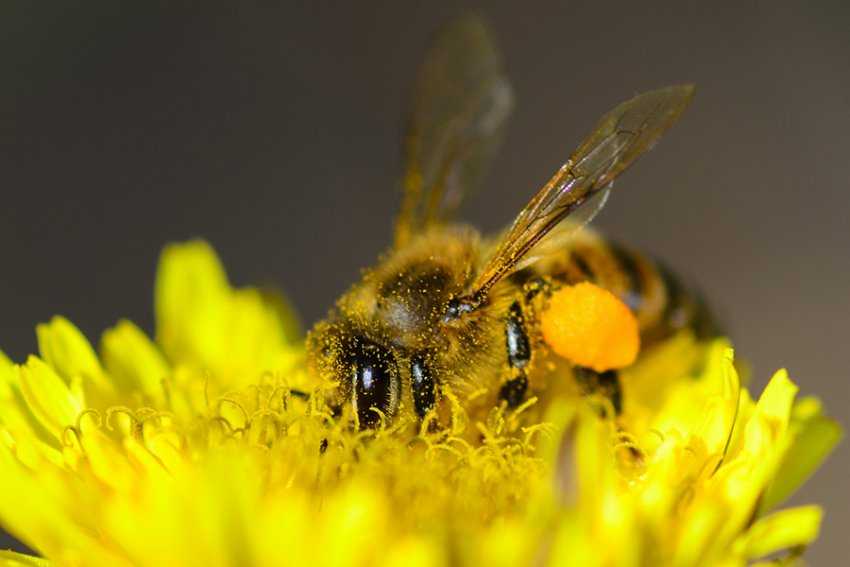 как пчелы переносят пыльцу видео
