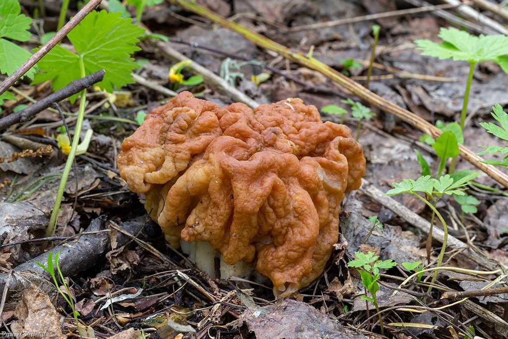 Строчок гигантский: описание гриба, места распространения, фото