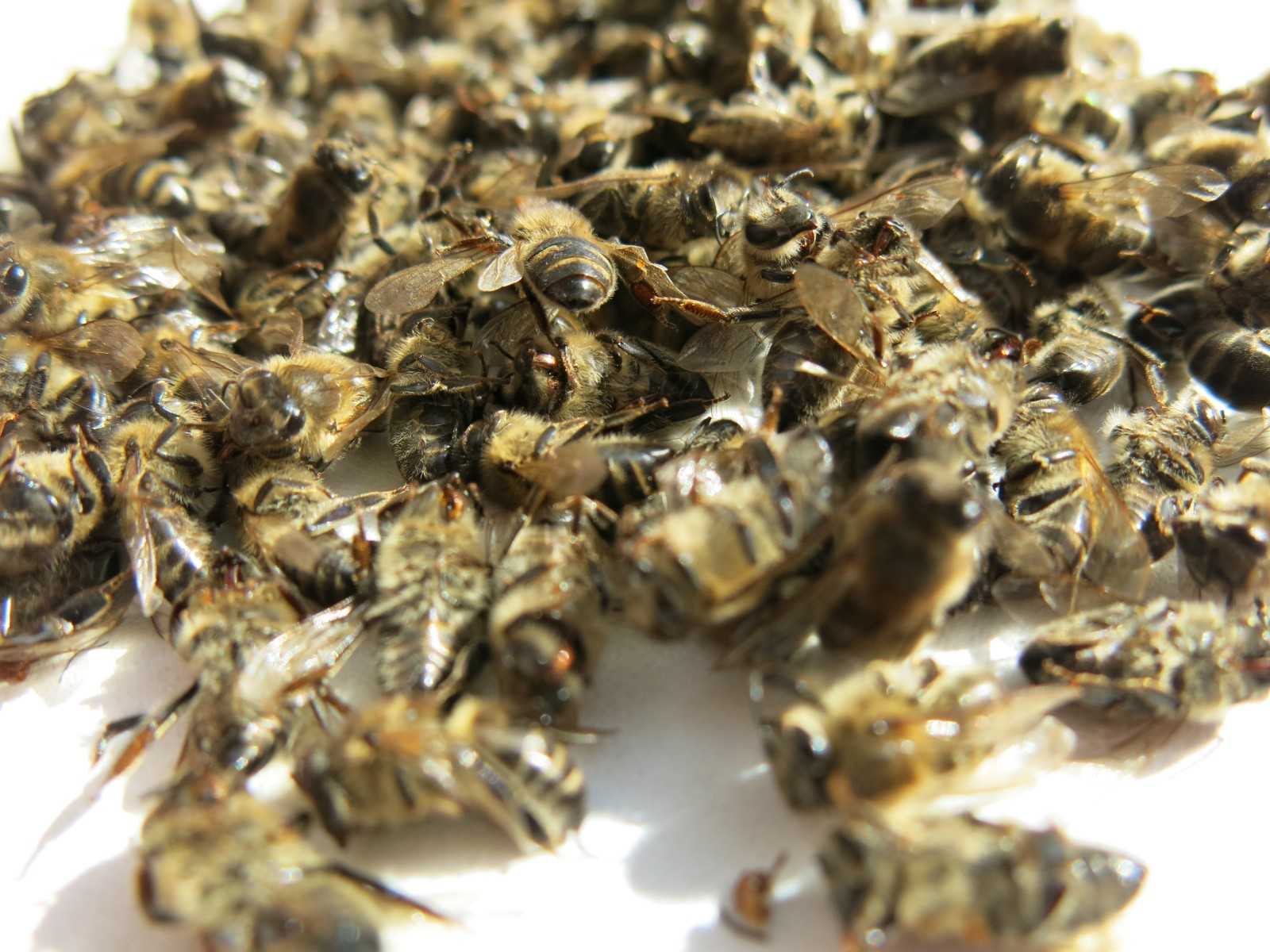 Пчелиный подмор от простатита: как приготовить и принимать
