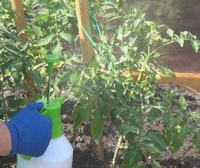 Борная кислота: применение на огороде и в саду для растений, как опрыскивать от муравьев, для клубники, томатов, огурцов, яблони, отзывы