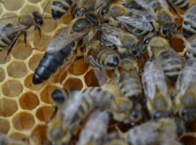Пчелиная матка: внешнее описание и этапы развития