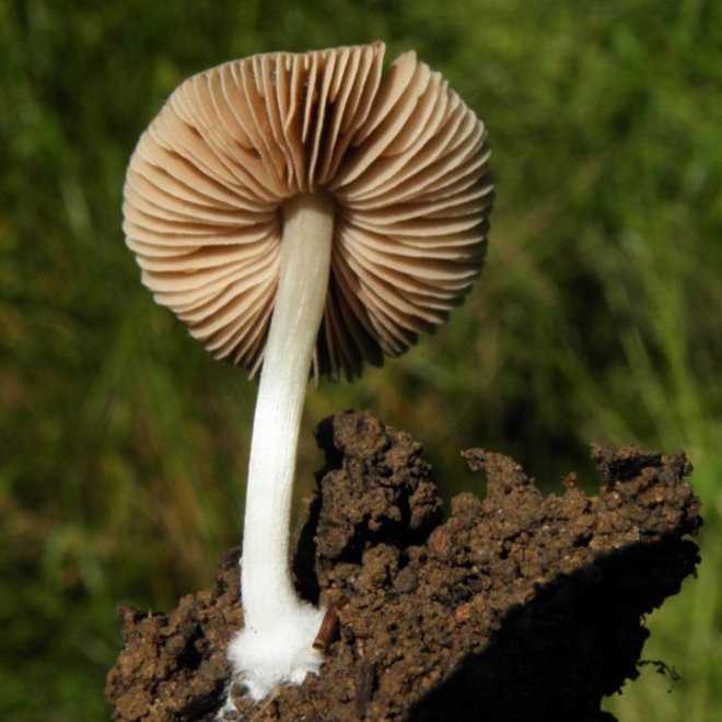 Как выглядит и где растёт гриб плютей белый, съедобный или нет, польза и вред, фото и описание