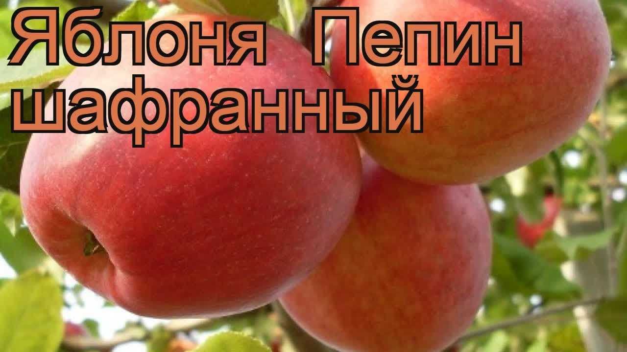 Зимний сорт яблок: пепин шафранный - медоносы | описание, советы, отзывы, фото и видео