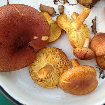 Рядовка желто-бурая или красно-коричневая (tricholoma fulvum): фото, описание и как готовить гриб