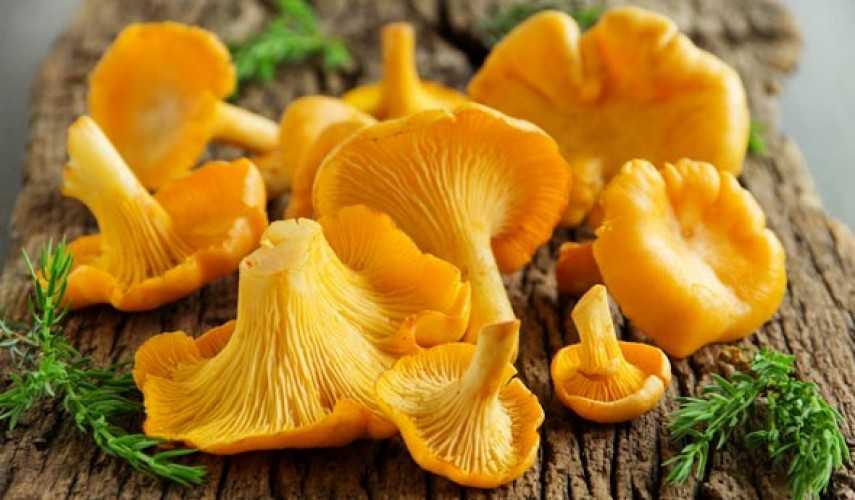 Осенние грибы — когда и какие пойдут, как отличить от опасных двойников. отдых. мтс/медиа