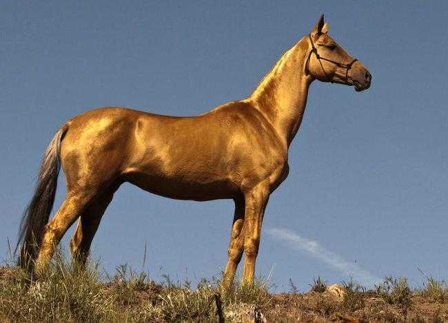 Ахалтекинская лошадь: масти, фото, описание, выведение, история и видео