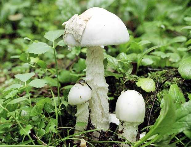Негниючник шаровидный – небольшой белый гриб