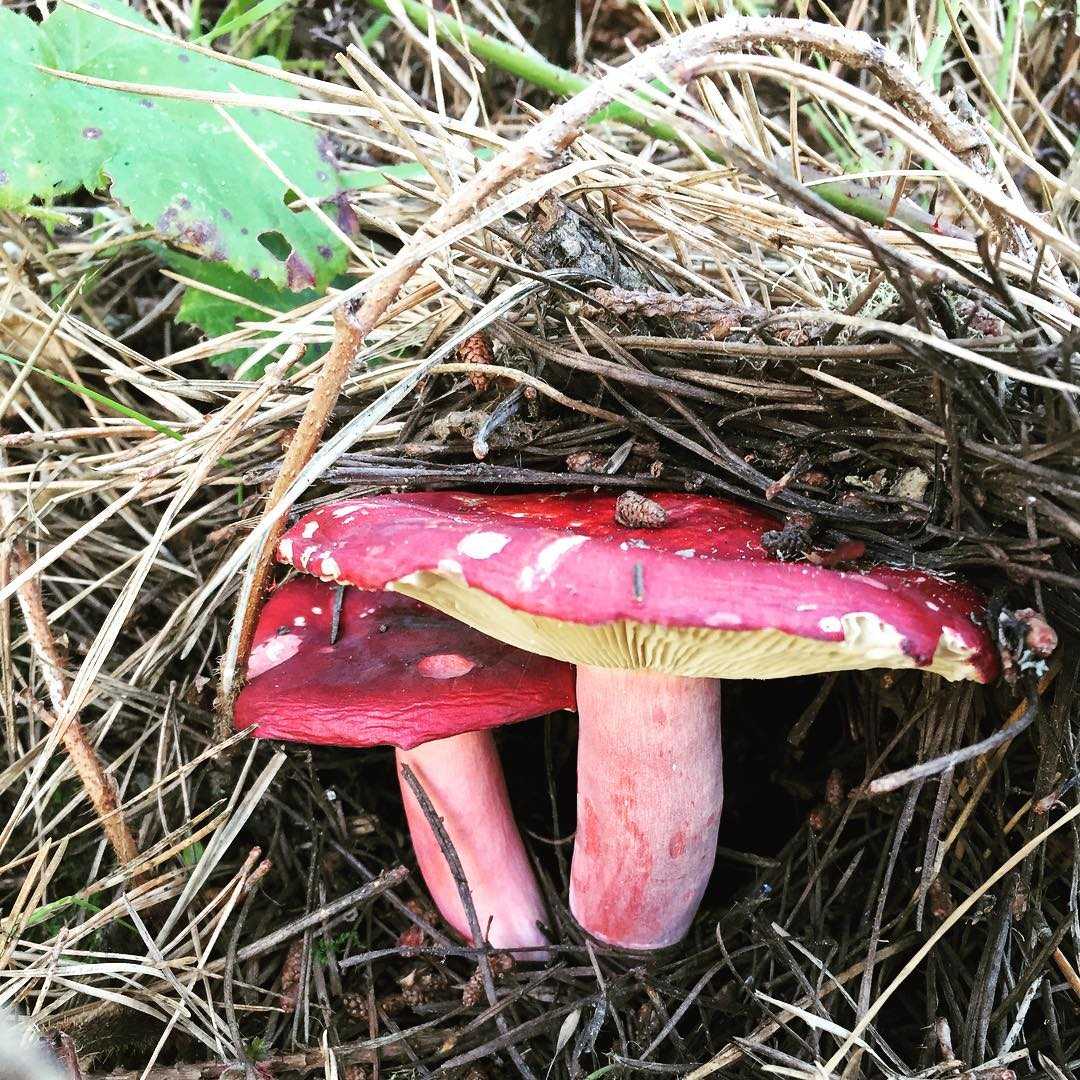 Сыроежка зеленая – съедобный гриб, фото сыроежки