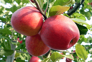Яблоня пепин шафранный: описание сорта и фото selo.guru — интернет портал о сельском хозяйстве
