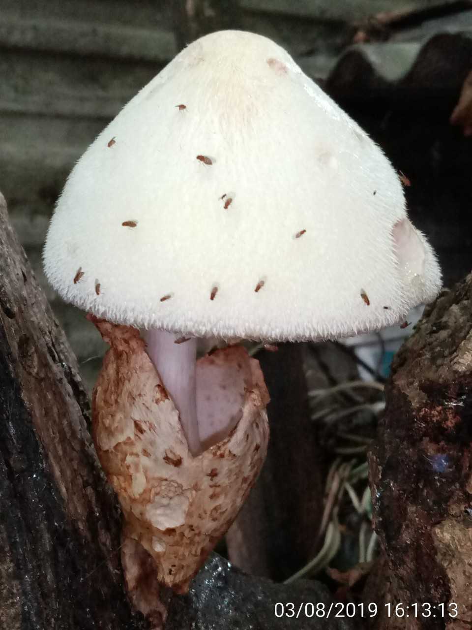 Вольвариелла шелковистая (volvariella bombycina) –  грибы сибири