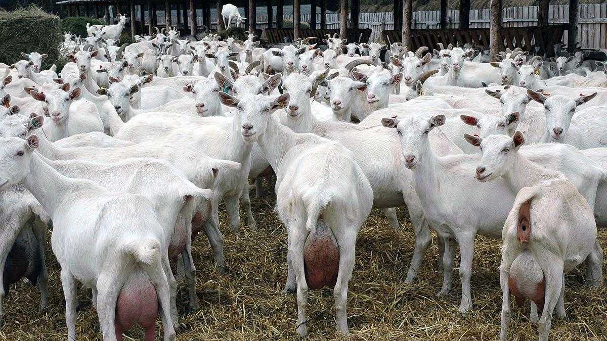 Разводим зааненских коз: описание породы и ее содержание