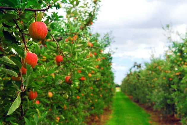 Защищаем яблоню от вредителей и болезней: народные средства