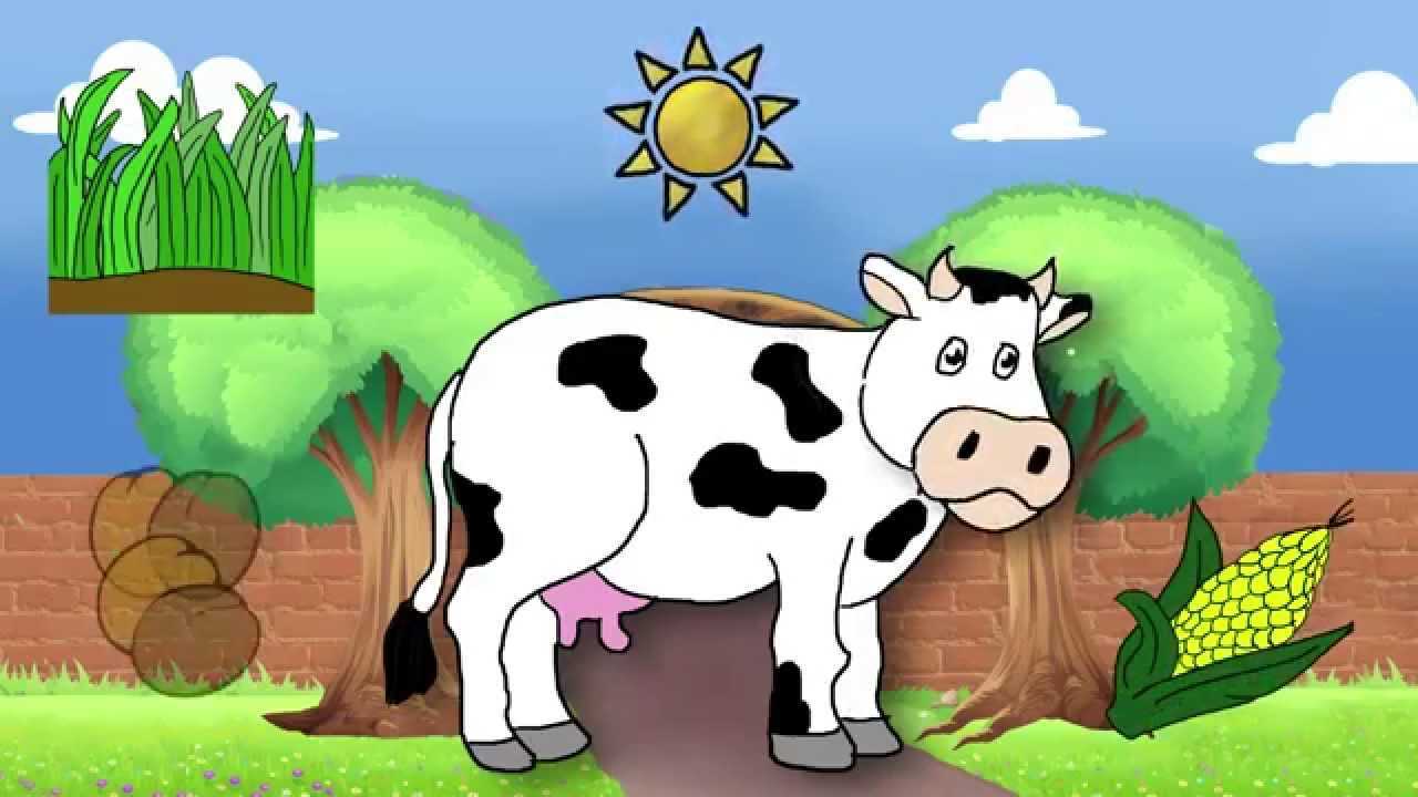 Что такое лактация у коровы