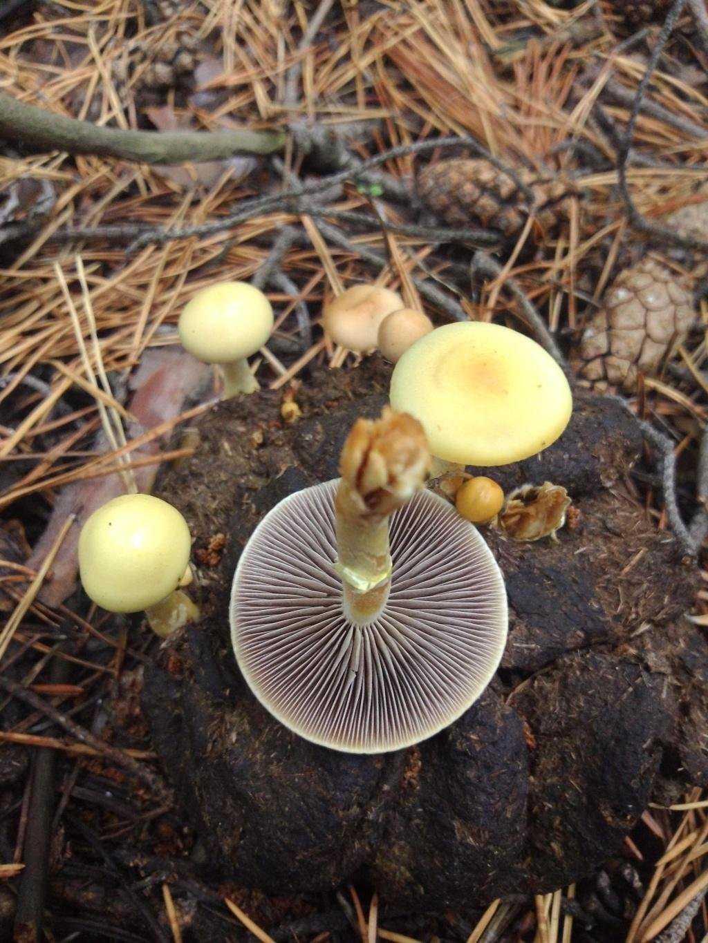 Гриб серушка, фото и описание. грибы путики: съедобные или ядовитые