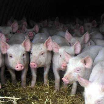 Причины выбраковки свиноматок