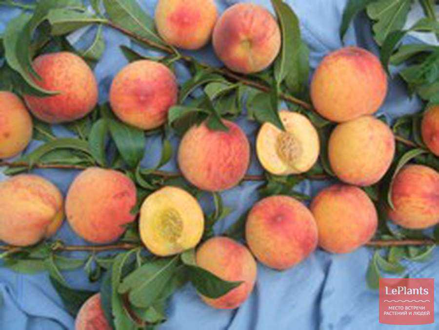 Виды персиков: описание сортов, правила выбора для регионов с фото
