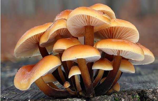 Лечебные свойства грибов - уральский центр фунготерапии ирины филипповой