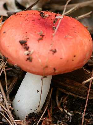 Как солить грибы подберезовики: горячим и холодным способом