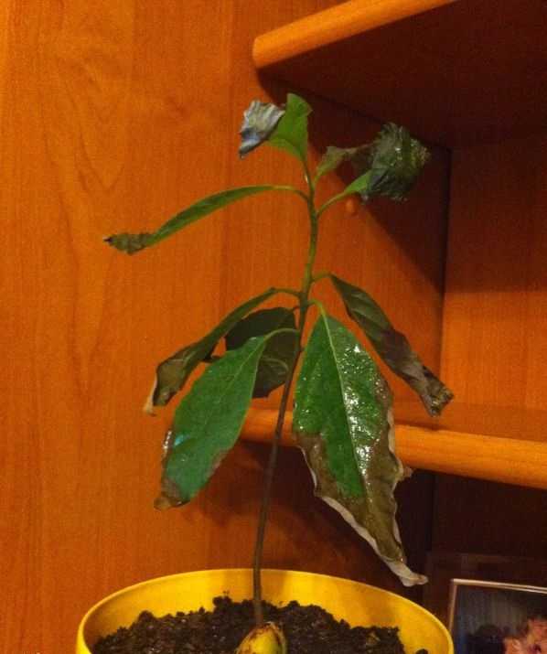 Почему у авокадо сохнут кончики листьев? какие еще бывают заболевания? selo.guru — интернет портал о сельском хозяйстве