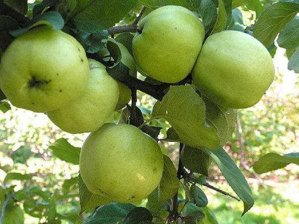 50 фото и описание яблони «жигулевское», ? посадка, уход, отзывы, ее полезные свойства и противопоказания