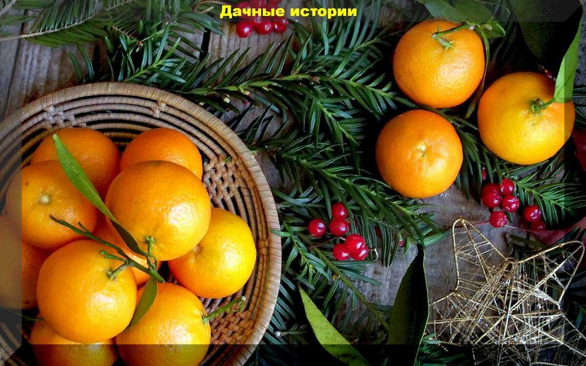 Апельсиновые корки как удобрение на огороде: применение, фото и видео