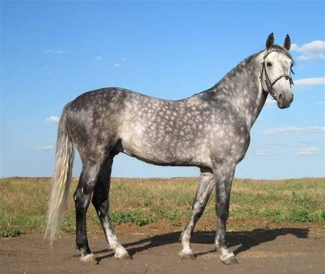 Орловская порода лошадей: характеристика, фото и описание
