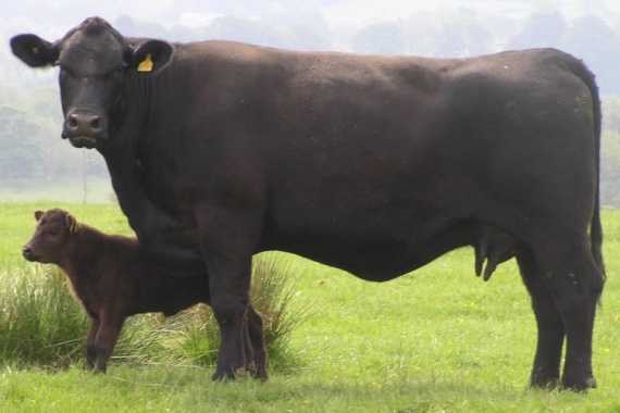 Абердин-ангусская (порода коров) — википедия. что такое абердин-ангусская (порода коров)