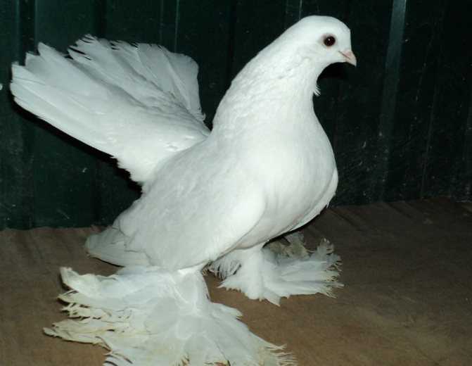 Обзор статных голубей, их описание, видео и фото