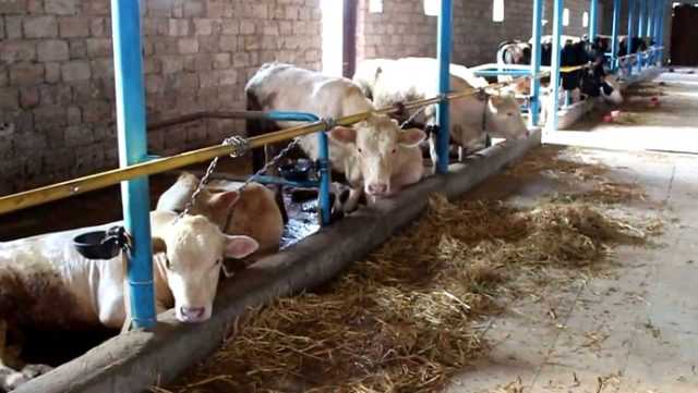 Содержание коров и быков (крс) в домашних условиях