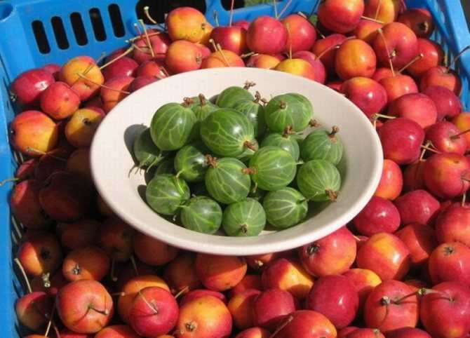 Яблоня орлинка: описание сорта, фото, отзывы садоводов