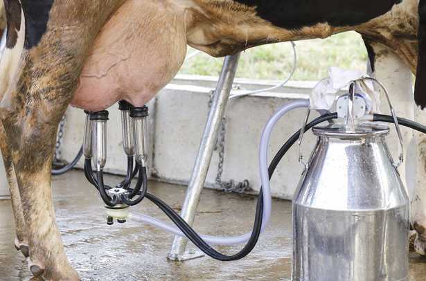 Доение коров: какие способы бывают, приучение, методы борьбы с брыканием
