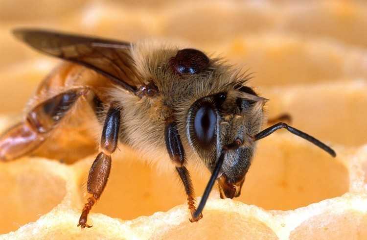 Воровство у пчел: что делать, нападение на улей, как избавиться, как предотвратить, как бороться с воровками