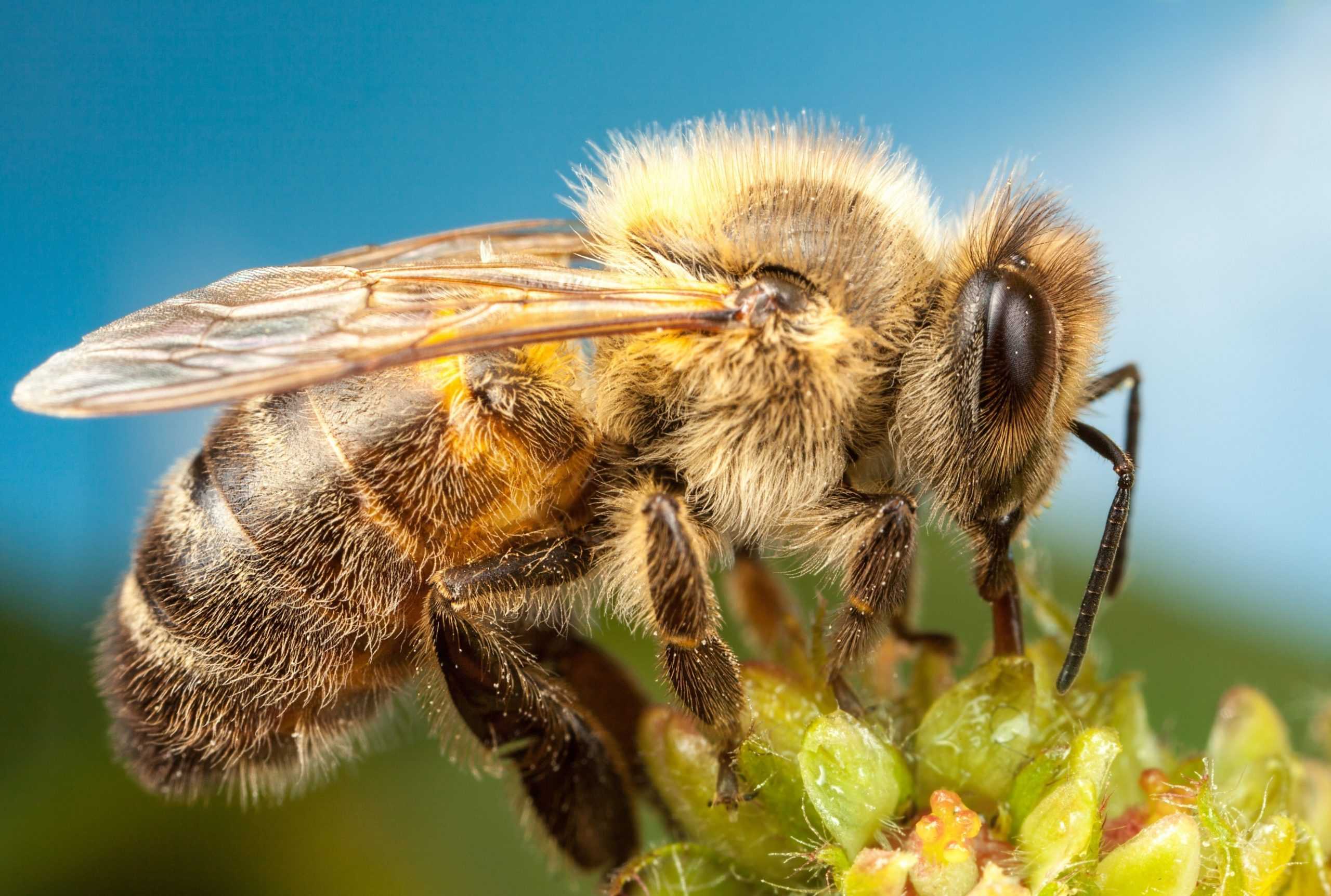 Что любят пчелы и чем питаются: фото и видео о кормлении пчелиных семей
что любят пчелы и чем питаются: фото и видео о кормлении пчелиных семей