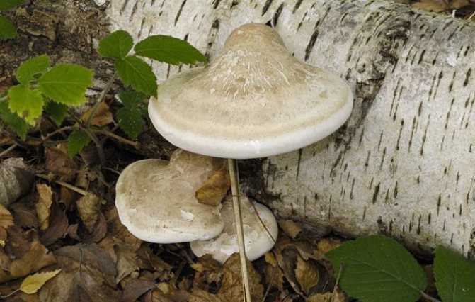 Трутовик швейница: описание несъедобного гриба, фото