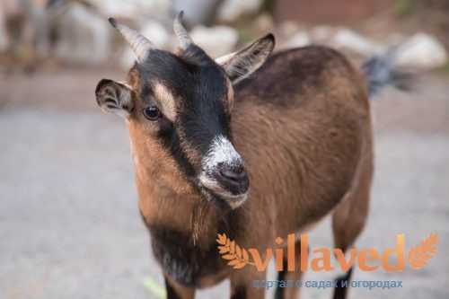 Чешская порода коз: описание породы | животноводство