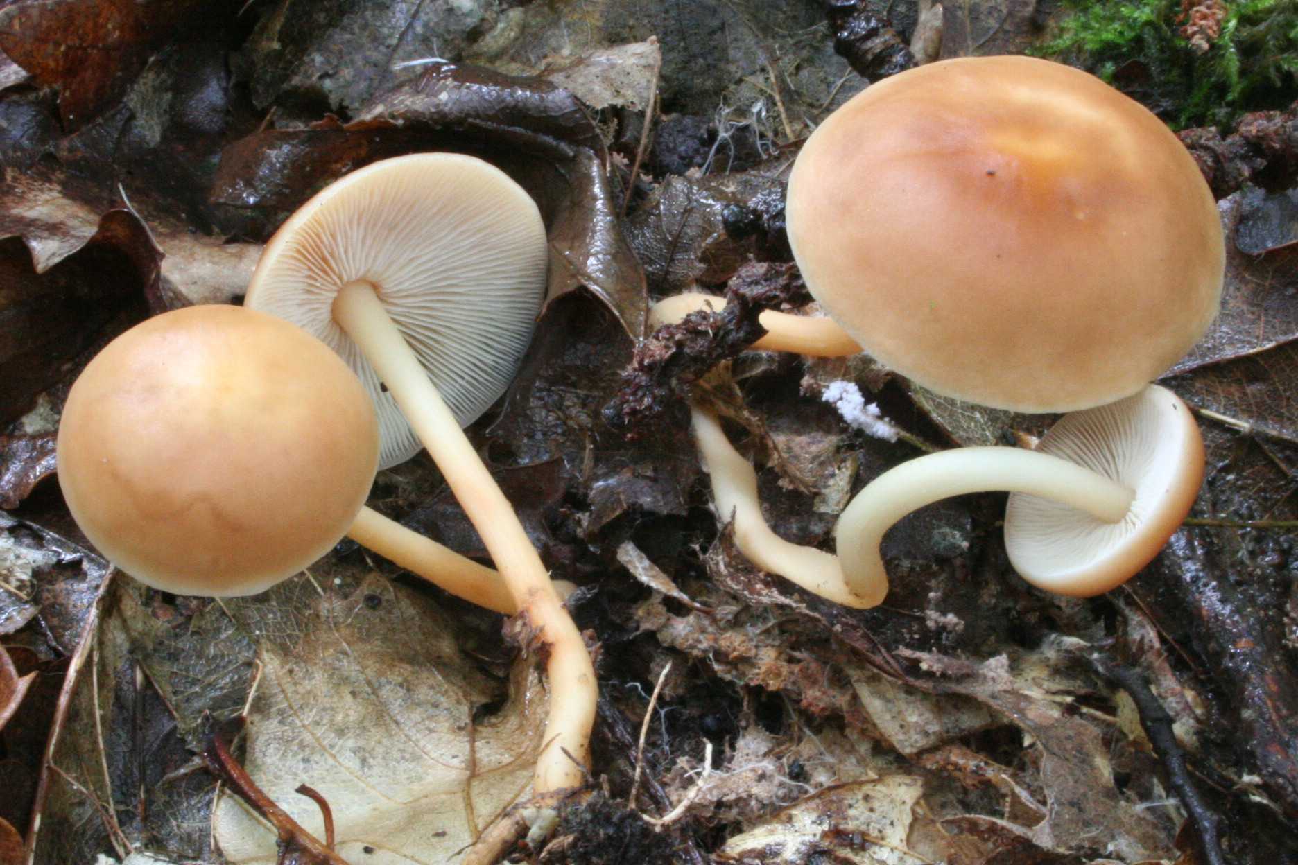 Коллибия подснежная (гимнопус весенний, collybianivalis): как выглядят грибы, где и как растут, съедобны или нет