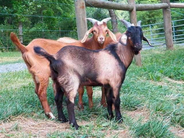 Мясные породы коз (33 фото): характеристика и откорм, описание бурской породы, выращивание козлят на мясо в россии