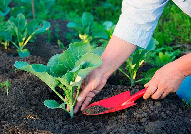 Как использовать золу при выращивании растений