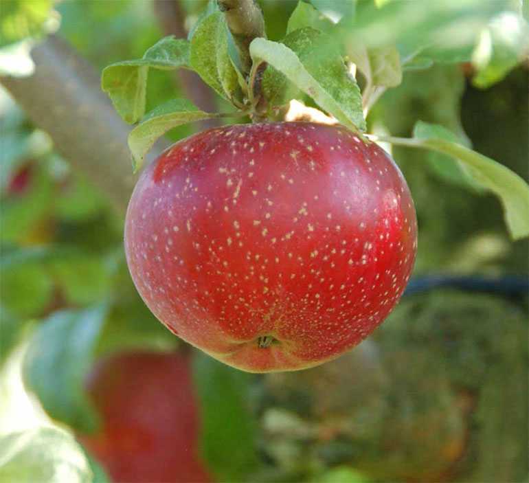Яблоня лобо - особенности популярного сорта, важные правила посадки