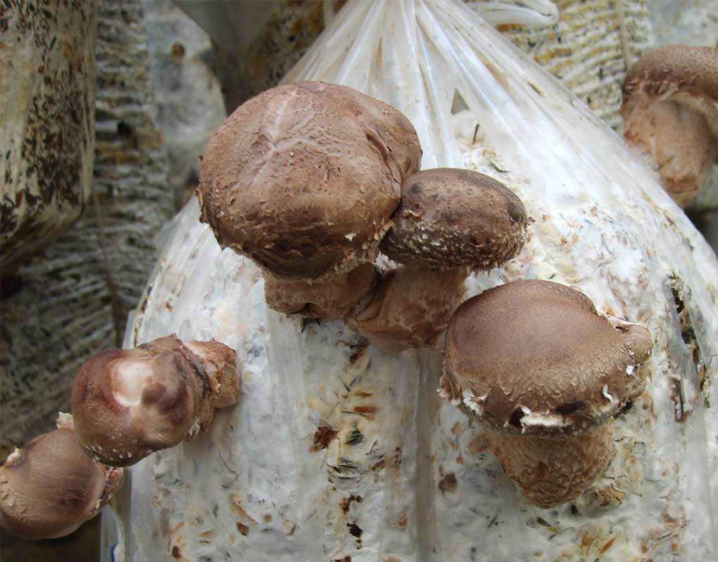 Выращивание грибов шиитаке в домашних условиях: условия и технология